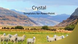  Presentation with sheep - Presentation theme enhanced with beautiful young woman with her bicycle full of wildflowers background and a tawny brown colored foreground