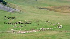  Presentation with macedonia - Amazing presentation having flock-of-sheep backdrop and a seafoam green colored foreground