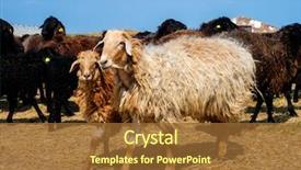  Presentation with pasture - Colorful presentation theme enhanced with flock of sheep backdrop and a tawny brown colored foreground