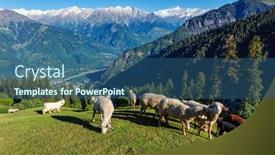  Presentation with himachal pradesh - PPT layouts with flock-of-sheep background and a ocean colored foreground