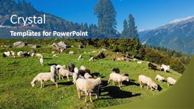  Presentation with himachal pradesh - Theme having flock-of-sheep background and a teal colored foreground