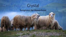  Presentation with fog - Slide set consisting of flock of sheep background and a  colored foreground