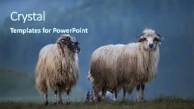  Presentation with fog - Presentation having flock of sheep background and a ocean colored foreground