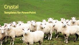  Presentation with sheep - Presentation theme consisting of flock of sheep background and a tawny brown colored foreground