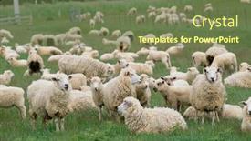  Presentation with sheep - Colorful PPT theme enhanced with flock of sheep backdrop and a tawny brown colored foreground