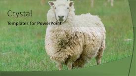  Presentation with sheep - PPT theme enhanced with flock of sheep background and a seafoam green colored foreground