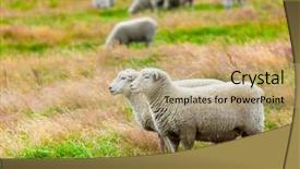  Presentation with sheep flock lambs standing - Amazing slides having flock of sheeps backdrop and a coral colored foreground