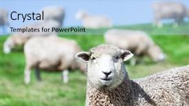  Presentation with meadow - Beautiful slide deck featuring flock of sheeps backdrop and a light blue colored foreground