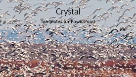  Presentation with geese - Beautiful presentation theme featuring flock of snow geese chen backdrop and a light gray colored foreground