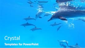  Presentation with marine life - Slide deck consisting of flock-of-spinner-dolphins-stenella background and a light gray colored foreground