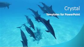  Presentation with marine life - PPT theme featuring flock-of-spinner-dolphins-stenella background and a teal colored foreground