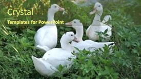  Presentation with geese - Slide set with flock-of-white-domestic-geese background and a tawny brown colored foreground