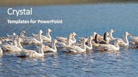  Presentation with meat poultry - PPT theme consisting of flock of white domestic geese background and a seafoam green colored foreground