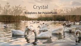  Presentation with geese - Theme with flock-of-white-geese-swimming background and a lemonade colored foreground