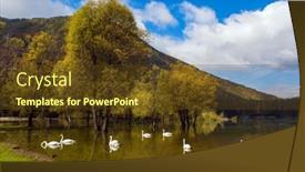  Presentation with black and white trees - Beautiful slides featuring flock-of-white-swans backdrop and a tawny brown colored foreground