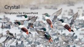  Presentation with duck hunting - Slide deck consisting of flock of wild ducks flying background and a light gray colored foreground