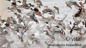  Presentation with duck hunting - PPT layouts with flock of wild ducks flying background and a light gray colored foreground
