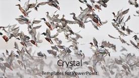  Presentation with winter river - Presentation having flock of wild ducks flying background and a light gray colored foreground