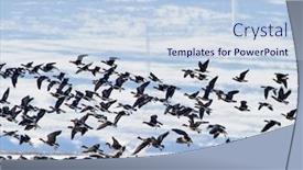  Presentation with geese - Beautiful PPT theme featuring flock-of-wild-geese-branta backdrop and a sky blue colored foreground