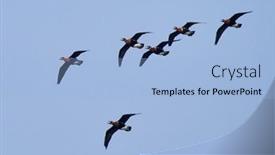  Presentation with geese - Amazing slide set having flock-of-wild-geese-branta backdrop and a light blue colored foreground