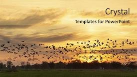  Presentation with geese flying - Audience pleasing slide set consisting of flock of wild geese flying backdrop and a  colored foreground