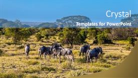  Presentation with savanna - Theme with flock-of-wildebeest-kenya-amboseli background and a light blue colored foreground
