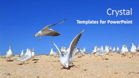  Presentation with coast - Presentation design featuring flock-of-young-noisy-seagulls background and a cobalt blue colored foreground