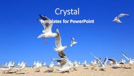  Presentation with seashore - Colorful presentation enhanced with flock-of-young-seagulls-over backdrop and a cobalt blue colored foreground
