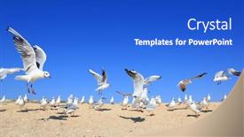  Presentation with seashore - Amazing slide set having flock-of-young-seagulls-over backdrop and a cobalt blue colored foreground