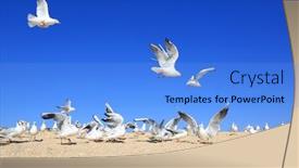  Presentation with seashore - Audience pleasing theme consisting of flock-of-young-seagulls backdrop and a light blue colored foreground