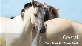  Presentation with horses - Presentation theme with flock-polish-konik-horses-against background and a violet colored foreground