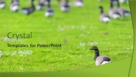  Presentation with geese - Slides enhanced with flock-wild-geese background and a yellow colored foreground