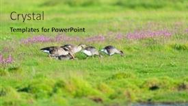  Presentation with geese - Presentation theme featuring flock-wild-geese background and a  colored foreground