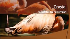  Presentation with pond - PPT theme having flocking - flock of flamingos background and a tawny brown colored foreground
