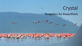  Presentation with flamingo - Beautiful presentation theme featuring flocks of flamingo africa kenya backdrop and a light blue colored foreground