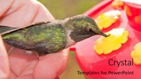  Presentation with helping hand - Cool new slides with flog - helpful hand - human helping backdrop and a red colored foreground