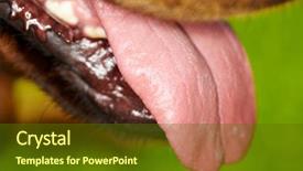  Presentation with tongue - Beautiful PPT theme featuring flog - rottweiler hackling and showing his backdrop and a tawny brown colored foreground