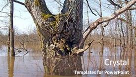  Presentation with flood - Presentation design having flood in wood background and a violet colored foreground