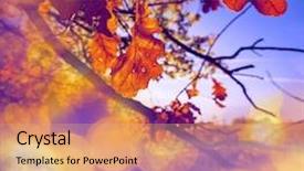  Presentation with autumn leaves - Amazing presentation design having flood light - autumn leaves backdrop and a coral colored foreground