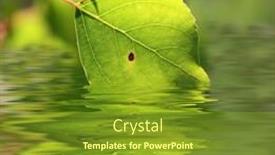  Presentation with single tree - Colorful PPT layouts enhanced with flooded single leaf from tree in the water backdrop and a tawny brown colored foreground