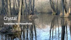  Presentation with swamp - Slide set having flooded swamp forest background and a gray colored foreground