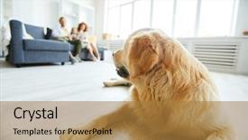  Presentation with golden annivesary - Colorful slide deck enhanced with floor and looking at family backdrop and a gold colored foreground