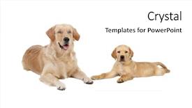  Presentation with dogs - Slide deck with floor isolated on white background and a white colored foreground