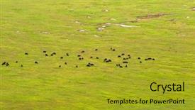  Presentation with grazing - PPT layouts enhanced with floor of ngorongoro crater conservation background and a gold colored foreground