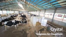  Presentation with dairy farm - Slide set enhanced with floor on a dairy farm background and a violet colored foreground