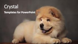  Presentation with blue yellow - Beautiful PPT theme featuring floor with blue tongue expose backdrop and a dark gray colored foreground