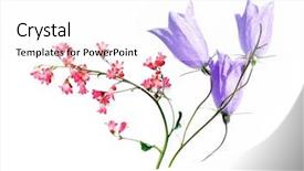  Presentation with element - PPT theme having flora against white background useful design element background and a white colored foreground