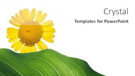  Presentation with element - Cool new presentation theme with fotosintesis - flora against white background useful backdrop and a white colored foreground