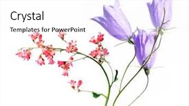  Presentation with element - Presentation theme enhanced with flora against white background useful design element background and a white colored foreground