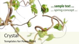  Presentation with flora and fauna - Slide set having flora against white background very background and a blonde colored foreground